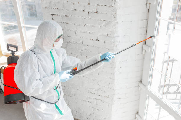 Best Basement Mold Removal in USA